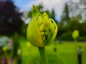 Allet 15 Agapanthus knop